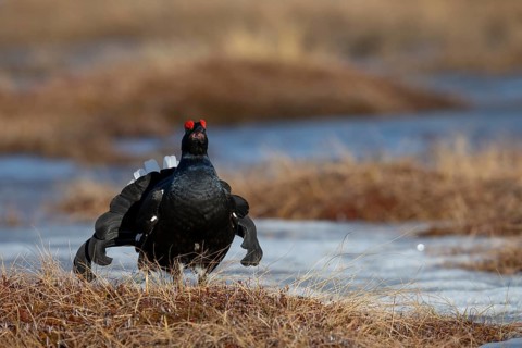 Black grouse (Lyrurus tetrix, syn.: Tetrao tetrix), Sweden, Europe