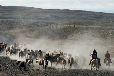 Icelandic horses (Equus islandicus) and mounted drivers at a horse round-up or réttir, covered in a