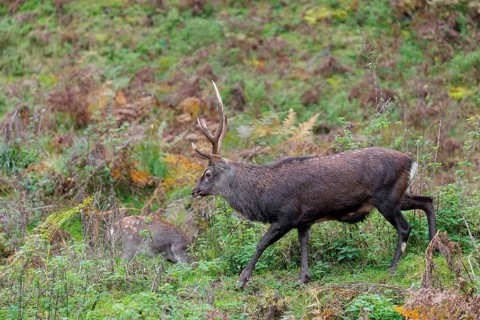 A sika deer stag (Cervus nippon) crosses a rocky but overgrown slope in search of food