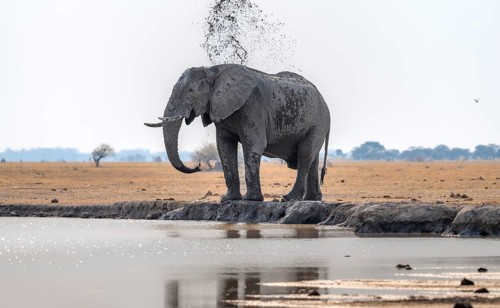 African elephant (Loxodonta africana), bathing at a waterhole, splashing water with its trunk, Nxai