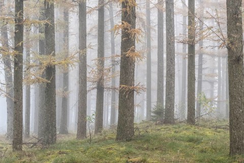 Fog in the larch forest (Larix decidua), Emsland, Lower Saxony, Germany, Europe