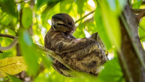 Brown-throated sloth (Bradypus variegatus) sitting in a tree, Cahuita National Park, Costa Rica,