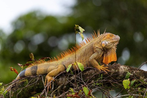Green iguana (Ctenosaura similis), iguanas (Iguana iguana), Rio San Carlos, Alajuela, Costa Rica,