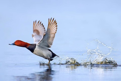 Common pochard, European pochard (Aythya farina, Anas ferina) male taking off from water in pond