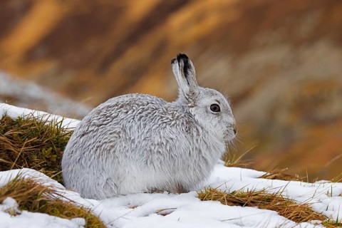 Mountain hare, alpine hare, snow hare (Lepus timidus) in white winter pelage resting in the hills
