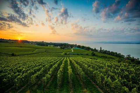 Vineyards and lake, sunrise, Meersburg, Lake Constance, Baden-Württemberg, Germany, Europe