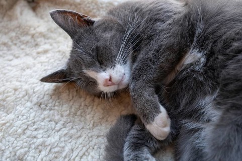 Sleeping, dreaming cat, Close up, Mecklenburg-Vorpommern, Germany, Europe
