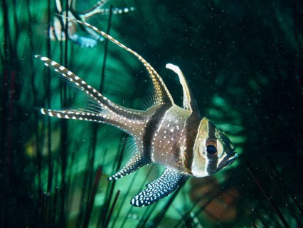 A Banggai cardinalfish (Pterapogon kauderni) with white stripes and delicate patterns in the sea,