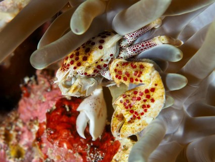 Spotted porcelain crab (Neopetrolisthes maculatus) sitting in sea anemone, surrounded by soft