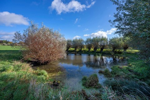 Wicker (Salix viminalis) and silver willow (Salix alba) at a village pond, Othenstof Estate,