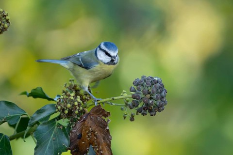 Blue tit (Cyanistes Caeruleus) adult bird on an Ivy tree branch, England, United Kingdom, Europe