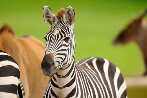 A zebra stands in the foreground with other animals in the background on a green meadow, Bohemian