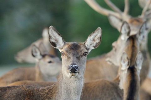 A herd of roe deer in the forest, mainly in brown colours, red deer (Cervus elaphus), Bavaria