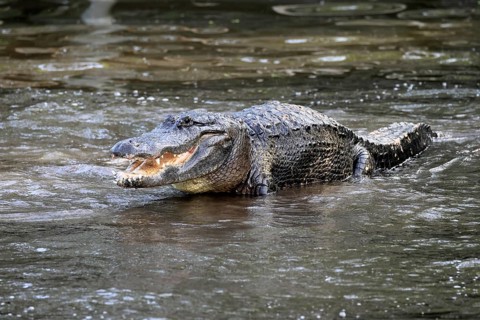 Mississippi Alligator (Alligator mississippiensis), pike alligator, adult, male, in water,