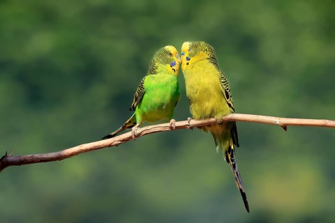 Budgerigar (Melopsittacus undulatus), adult, pair, male, female, two, in perch, courtship, social
