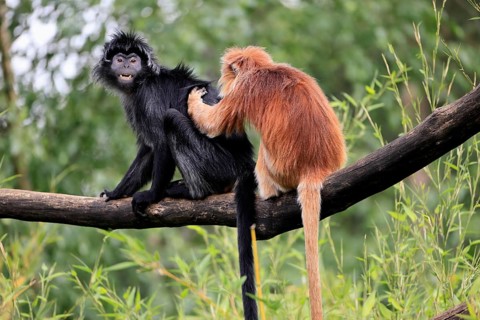 Javan lutung (Trachypithecus auratus), adult, sitting, two Javan lutung, social behaviour,