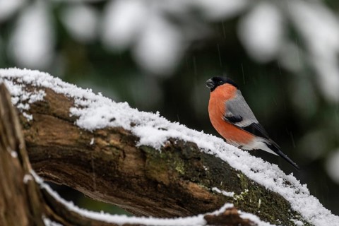 Bullfinch (Pyrrhula pyrrhula), Emsland, Lower Saxony, Germany, Europe
