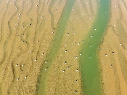 Seagulls in the marshland adjacent to the Odiel river. At low tide. Aerial view. Drone shot. Huelva