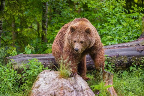 A female eurasian brown bear (Ursus arctos arctos) stands on a rock lying at a forest edge in early