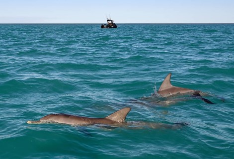 Bottlenose dolphins (Tursiops truncatus) near a fishing boat, dolphins, Monkey Mia, Shire of Shark