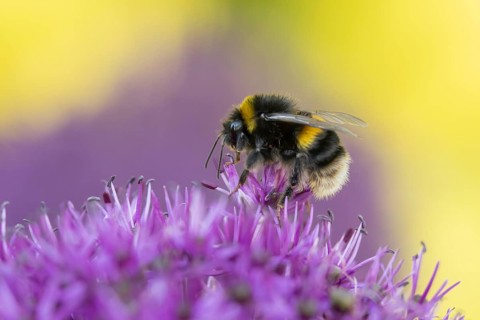 Buff tailed bumblebee (Bombus terrestris) adult bee feeding on a purple Allium flower in an urban