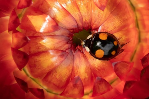 Harlequin ladybird (Harmonia axyridis) adult insect on a garden Strawflower flower in summer,
