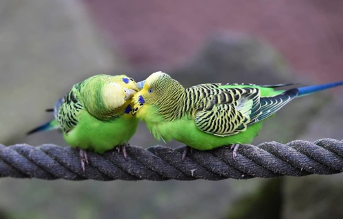 Budgerigars, (Melopsittacus undulatus) courtship display on a rope