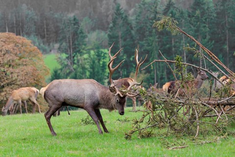 An Altai maral stag, Altai wapiti or Altai elk (Cervus canadensis sibiricus) stands in a meadow and