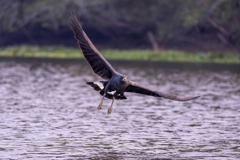 Black buzzard (Buteogallus urubitinga), approaching prey, Pantanal, Brazil, South America