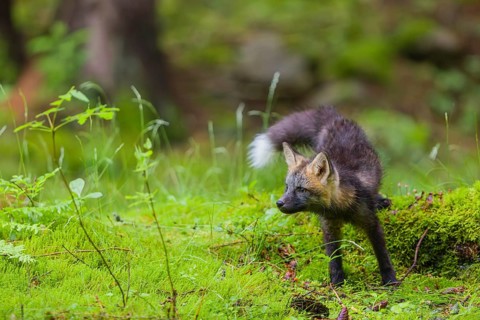 One young silver fox (Vulpes vulpes) exploring the surrounding of its den on the mossy forest floor
