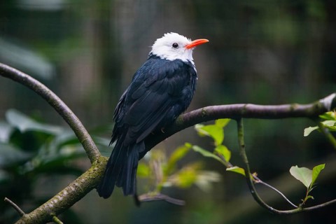White-head Black Bulbul (Hypsipetes leucocephalus), adult bird perched on branch, native to China,