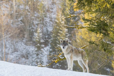 A young grey wolf (Canis lupus lupus) stands on a sloping, snow-covered meadow on a hill on a cold,