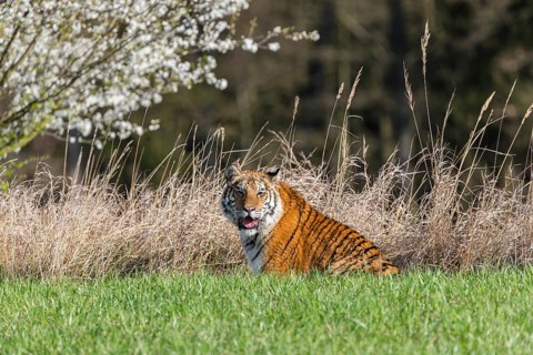 One young female Siberian Tiger, Panthera tigris altaica, sitting on a green meadow in front of