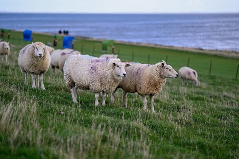 Sheep on a dyke, Pellworm Island, Schleswig-Holstein Wadden Sea National Park, North Frisia,