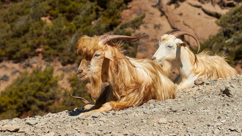 Two goats resting on a rocky ground, goat (s), free-range, central north of the island, mountains,