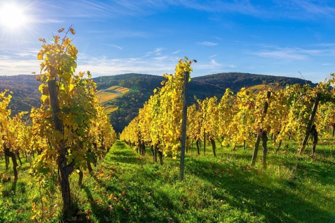 Golden vineyards in the sunlight against a blue sky backdrop, surrounded by rolling hills,