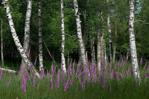 Common foxglove (Digitalis purpurea) and birch trees (Betula pendula), Lower Rhine, North