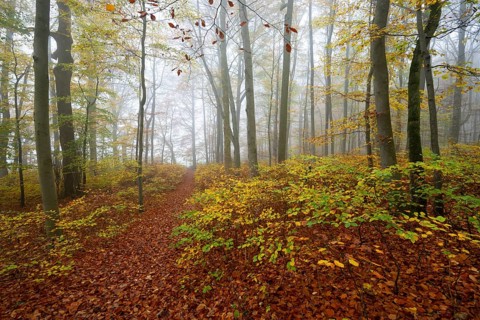 Near-natural deciduous forest in autumn with colourful leaves, copper beech (Fagus sylvatica), fog