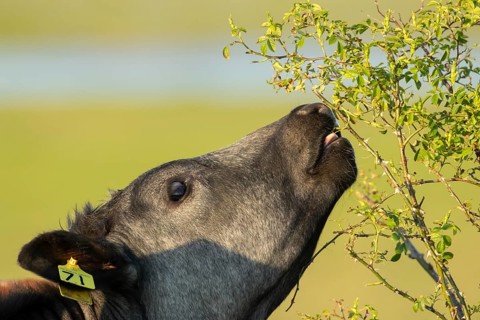 Domestic cattle or cow (Bos taurus) adult farm animal eating a wild rose bush in a hedgerow,