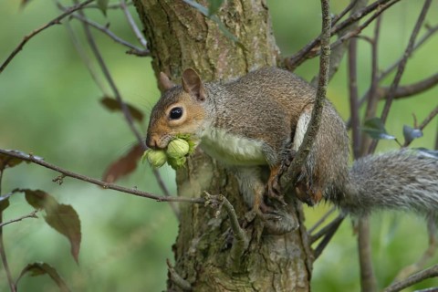 Grey squirrel (Sciurus carolinensis) adult animal with two Hazel tree nuts in its mouth in the
