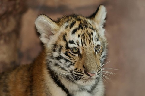 Close-up of a curious tiger cub in front of a blurred background, Siberian tiger (Panthera tigris