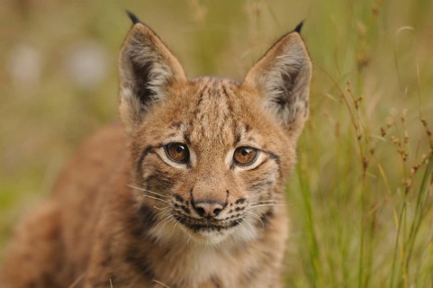A small lynx sits in a meadow, ears erect attentively, Carpathian lynx (Lynx lynx carpathicus),