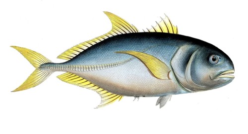 Fish, fishes, group of perch relatives, Scomber carangus, the ear spot, the Carangoe, Historical,