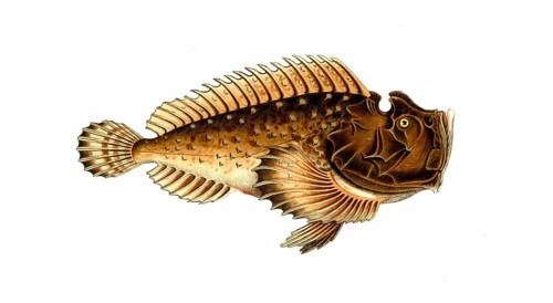 Fish, Fish, Fish genus from the scorpionfish family, Scorpaena horrida, Historical, digitally
