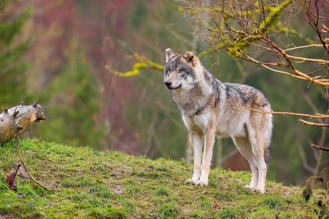 An adult male grey wolf (Canis lupus lupus) stands on a sloping meadow on a hill and observes the