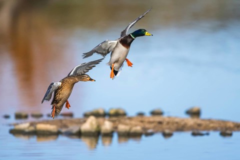Mallard, Anas platyrhynchos, pair of birds in flight over winter marshes