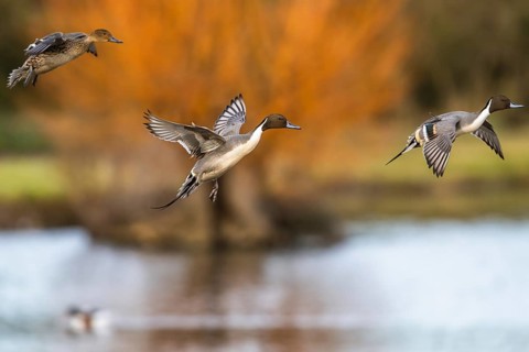 Northern Pintail, Anas acuta, birdsin flight over winter marshes