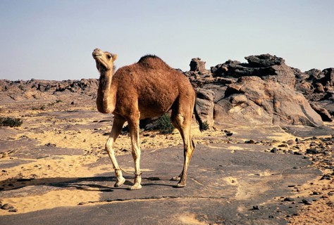 A camel grazing on the rocky Tassili plateau, Tassili N'Ajjer National Park, Algeria, North Africa