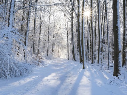 Beech woodland (Fagus sylvatica), trees and undergrowth covered in hoarfrost and snow in winter,