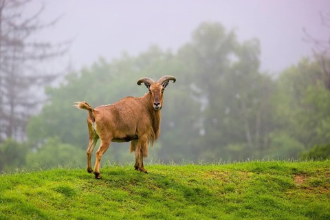 One Barbary sheep (Ammotragus lervia) stands on green hilly ground on a foggy day. Some trees stand